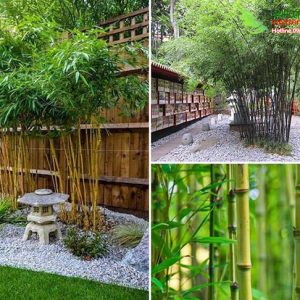 Tạo ra một sân vườn nhỏ kiểu Nhật Bản - cho nhà ống hoặc trung cư