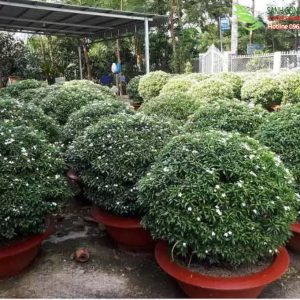 cây mai tiểu thư giá bao nhiêu