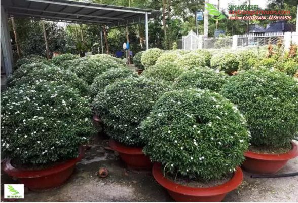 cây mai tiểu thư giá bao nhiêu