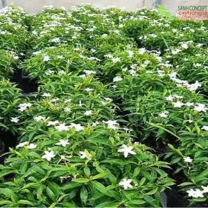 giá cây mai tiểu thư