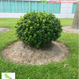 cây ngâu tàu bonsai đẹp