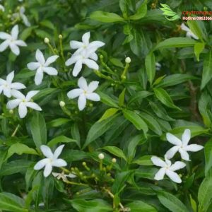 cây mai tiểu thư