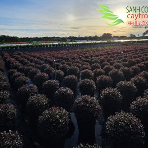 Bán cây hồng phụng