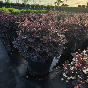 cây hồng phụng giá bao nhiêu