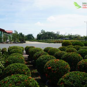 cây trang tán tròn