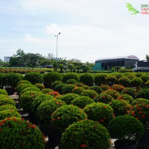 Cây trang thái tán tròn