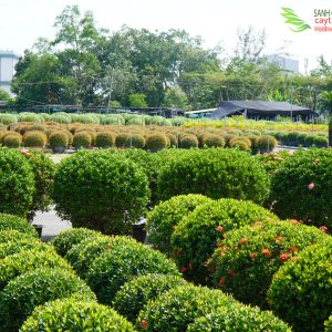 Cây trang thái tròn