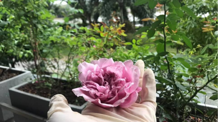 Mang thiên nhiên vào nhà