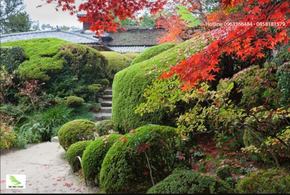 cách làm sân vườn nhật bản