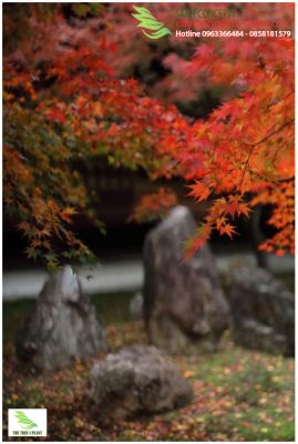 nghệ thuật sân vườn nhật bản