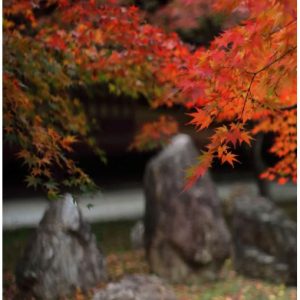 nghệ thuật sân vườn nhật bản