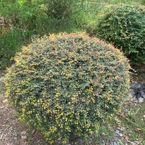 Sơn liễu tán tròn cỡ lớn