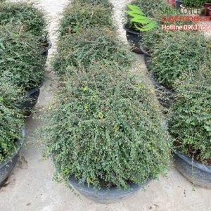 Sơn liễu thái tán tròn