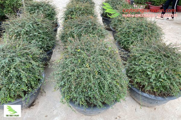 Sơn liễu thái tán tròn