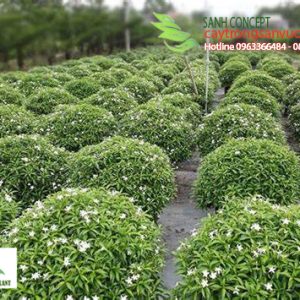 cách chăm sóc cây mai tiểu thư