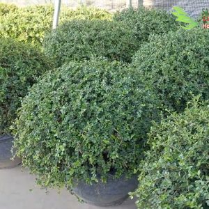 cach cham soc cay linh sam *6=-