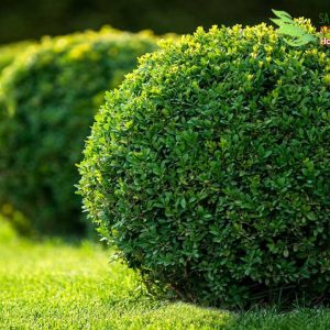 cách trồng cây ngâu tàu