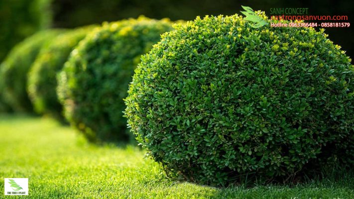 cách trồng cây ngâu tàu