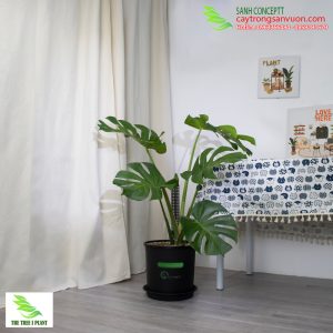 Chậu cây Monstera