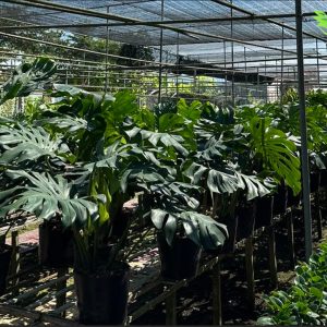 cây monstera giá bao nhiều