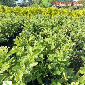 bán cây ổi giống