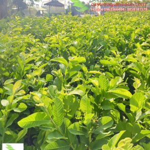 Cách trồng cây ổ