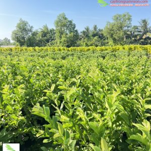 hình ảnh cây ổi