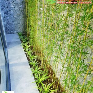 Cây trúc quân tử