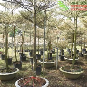 cây bàng đài loan cẩm thạch giá