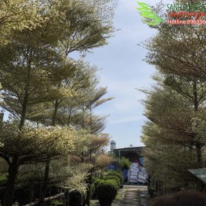 giá cây bàng đài loan cẩm thạch