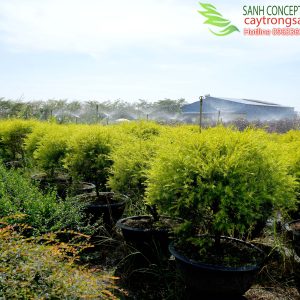 cây tùng vàng cao cấp