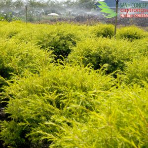 Cây tùng hoàng kim