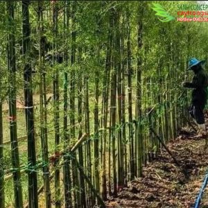 Kỹ thật trồng tre làm hàng rào