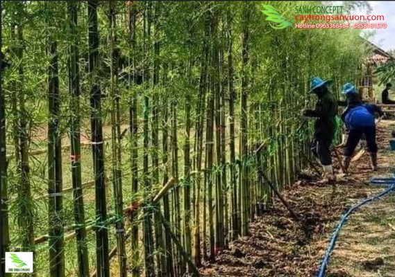 Kỹ thật trồng tre làm hàng rào