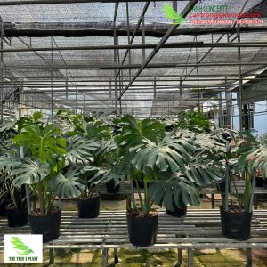 Cách chăm sóc cây monstera