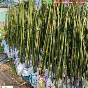 can cau trong hang rao