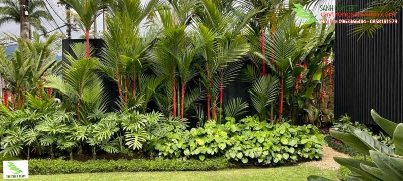 cay-nhiet-doi-san-vuon-2