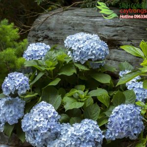 cây trồng sân vườn nhiệt đới