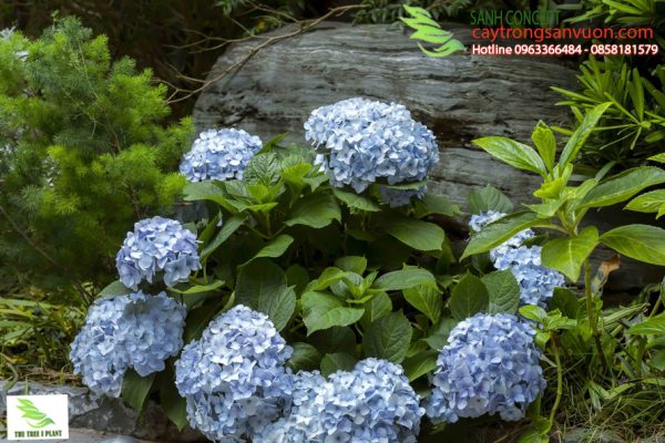 cây trồng sân vườn nhiệt đới