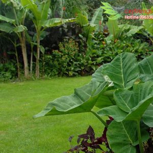 cay trong vuon nhiet doi