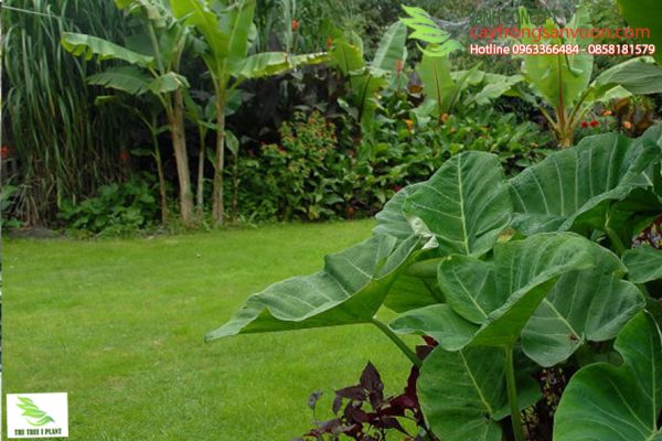 cay trong vuon nhiet doi