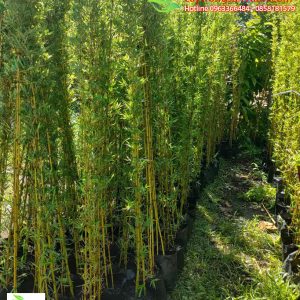 cây trúc quân tử làm hàng rào