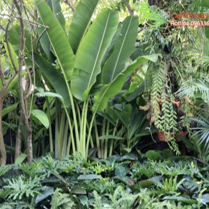 cây vườn nhiệt đới