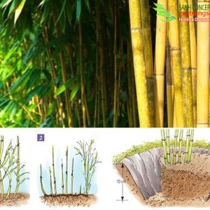 giai phap ky thuat trong tre truc