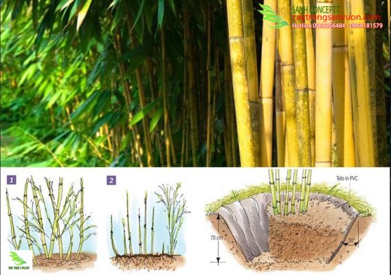 giai phap ky thuat trong tre truc