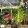 monstera