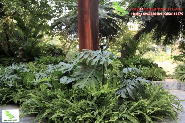 sân vườn nhiệt đới