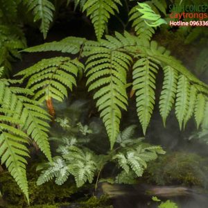 Thi Công Sân Vườn Nhiệt Đới