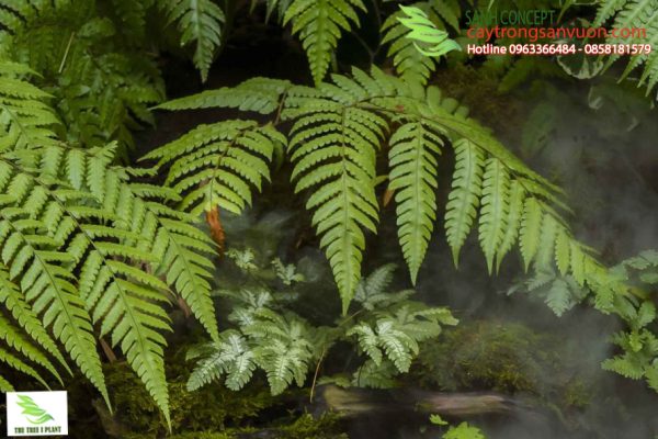 tieu canh san vuon nhiet doi