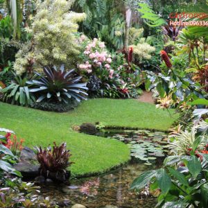 tiểu cảnh vườn nhiệt đới